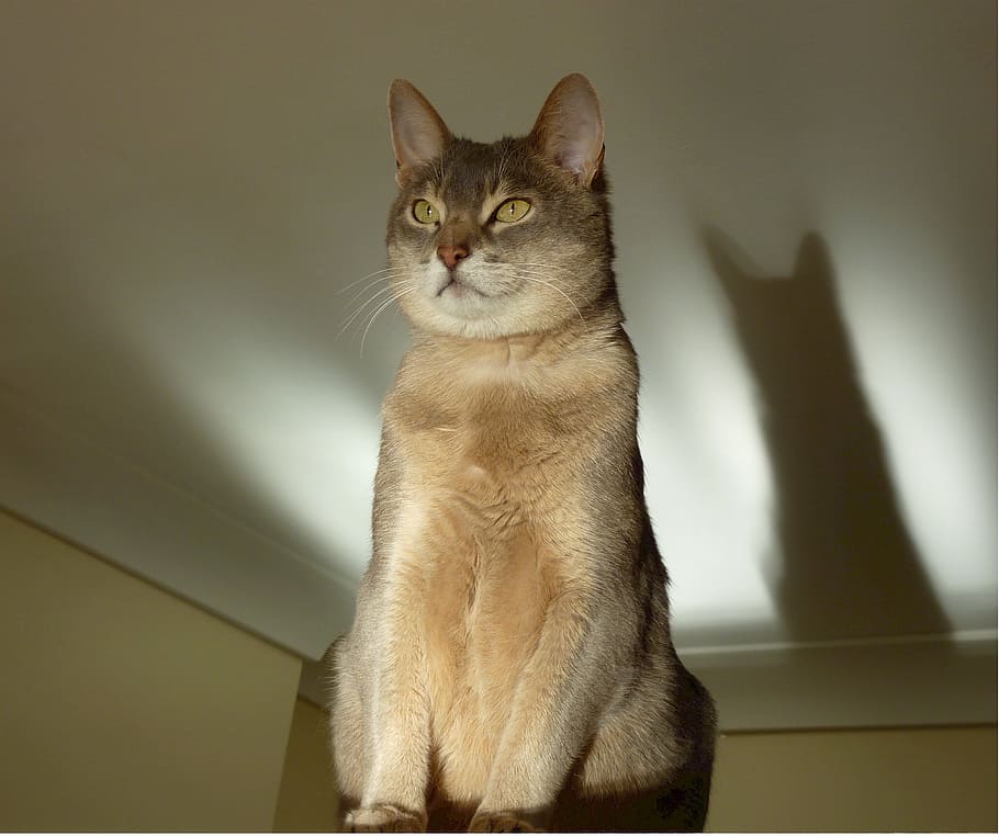 short-furred brown cat, abyssinian, cat, feline, egyptian, zula, popular, shorthair, usa, ticked, tawny coat