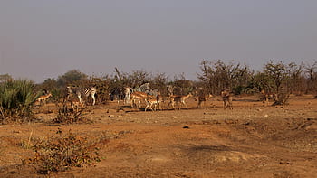 zebra, impala, slon, divočina, národní park, savany, gazela, Příroda, antilopa, přírodní rezervace, Afrika