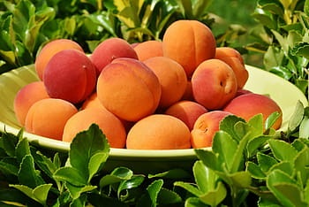 focalizzata, foto, frutta, piatto, albicocche, albicocca, dolce, salutare, delizioso, mangiare, cibo