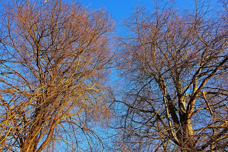 tree, tree top, branch, tangled branches, winter trees, bare trees, deciduous, winter, seasonal