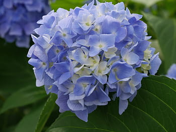 natural, plant, flowers, leaf, garden, hydrangea, june, rainy season, purple flowers