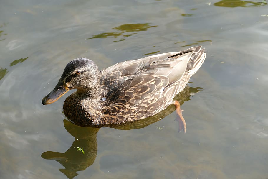 duck, water bird, schwimmvogel, platypus