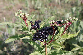 bobule, Černá, ebulus, zralý, sambucus, ovoce, rostlin
