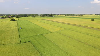 rýžové pole, letecký, zelené pole, zemědělství, pole, Příroda, venkovské scény, hospodařit, přistát, krajina, letní