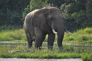 elefante, coccodrillo, Nilo, fiume, africano, natura, safari, nuotare, pelle spessa, animali, nella stanza