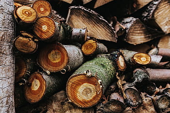 log kayu, Kayu, log, hutan, batang, Material - alam, pohon, kayu bakar, coklat, latar belakang, close-up