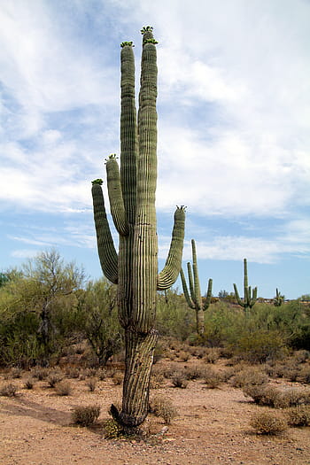 zelená, kaktus, poušť, obklopen, tráva, během dne, usa, arizona, kaktus saguaro, Příroda, suché podnebí