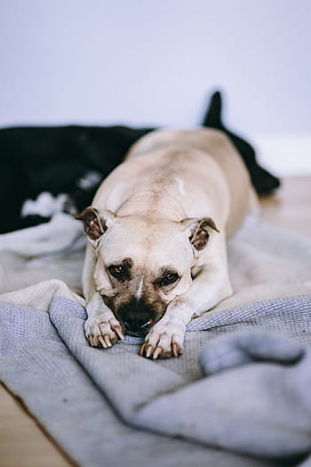 かわいい、 犬、 敷設、 ベッド、 古い、 古い犬、 amstaff、 アメリカンスタッフォードシャーテリア、 ペット、 動物、 横になっている犬
