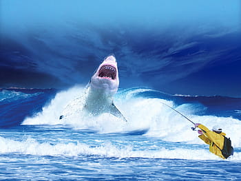 white, shark, sea, ocean, blue, predator, fishing, fisherman, fish, danger, dangerous
