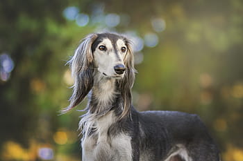 tilt-skiftfoto, grå, saluki hund, djurföretag, hund, djur, djur-, hundar, sällskapsdjur, vänskap, ömhet