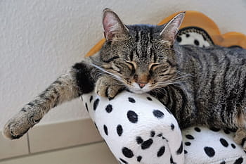 hnědý, mourek, kočka, ležící, pet postel detailní fotografii, odpočinek, tygr, tigerle, dalmatské, Pes, gauč