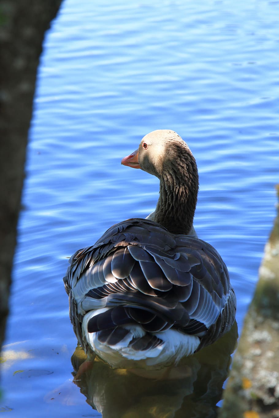 duck, bird, lake neusiedl, sleeping duck, duck bird, gulls, isolated, bill, water bird, animal, water