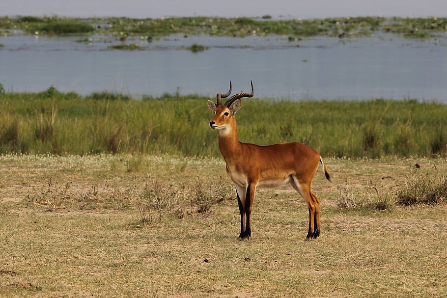 uganda, klas, kob, Příroda, Afrika, Jelen, gazela, dolar, divoký, murchison, safari