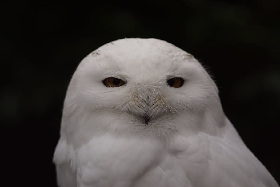 sněžná Sova, bílý, pták, bílý, pták, jednoho zvířete, portrét, při pohledu na fotoaparát, zvířat