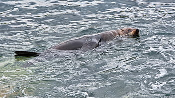 grigio, Leone marino, corpo, acqua, giorno, foca, nuoto, mare, oceano, natura, Leone