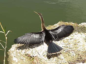 Černá, pták, útes, tělo, voda, anhinga, snakebird, darter, voda krůta, tajná vrána, anhinga leucogaster