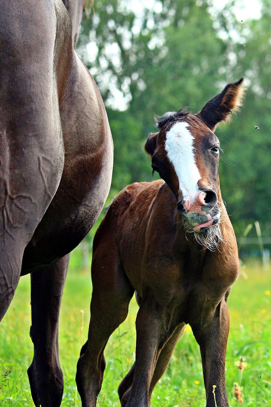 馬、 子馬、 哺乳、 サラブレッドアラビア、 茶色のカビ、 牧草地、 フライ、 馬の頭、 動物のテーマ、 草、 日
