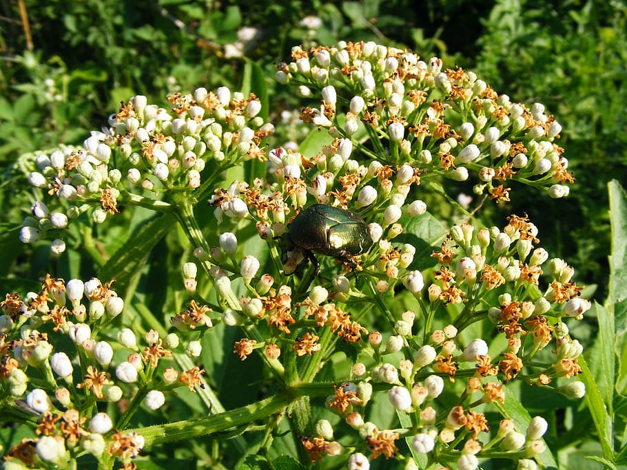 beetle, insect, bug, macro, flowers, feeding, fauna, flora, entomology, critter
