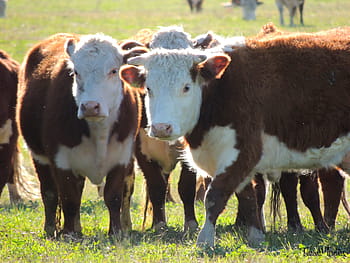 Boi, Hereford, Cattle, Gaucho, cattle, hereford, cattle gaucho, brazilian cattle, meat, veal, creates, rebuilds