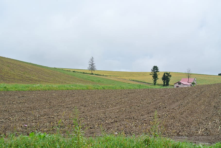 τοπίο, φυσικός, hokkaido, γη, σε εξωτερικό χώρο, γεωργία, φύση, αγρόκτημα, αγροτική σκηνή, πεδίο, όργωμα τομέα