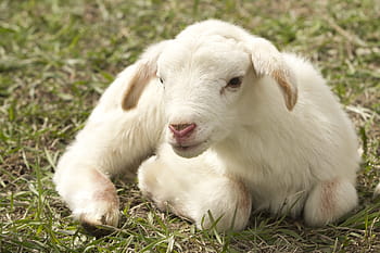 noir, chèvre, pose, champ d'herbe, agneau, ferme, mouton, bétail, animaux domestiques, un animal, thèmes animaux