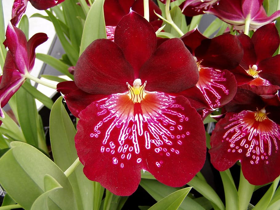 orchidej, květ, jaro, rostlina, okvětní lístky, Příroda, růžový, fuchsie, botanika, tropické květiny, zahrada