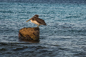 brown, white, pelican, stone, animal, photography, beige, rock, bird, water, animals in the wild