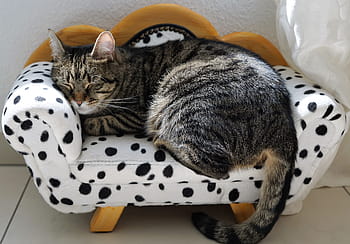hnědý, mourek, kočka, pokládání, bílý, Černá, polka-dot pet postel, hnědý mourek, mourovatá kočka, Černý a bílý, domácí zvíře