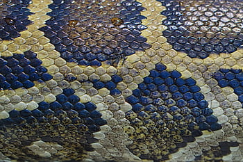 snake, snake skin, reptile, pattern, background, skin, animal world, nature, scale, texture, wild