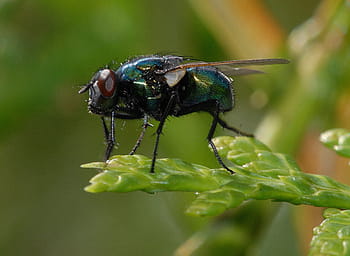 closeup insect leaf, Closeup, Insect, Leaf, animals, nature, macro, animal, close-up, fly, wildlife