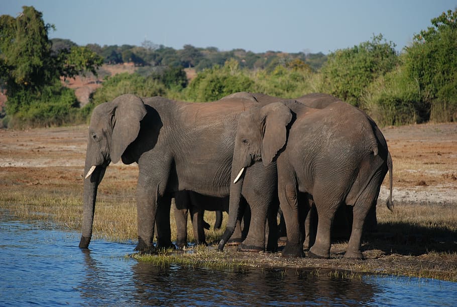 natura, elefante, mammifero, safari, animale, acqua, viaggio, mandria, all'aperto, parco, avorio