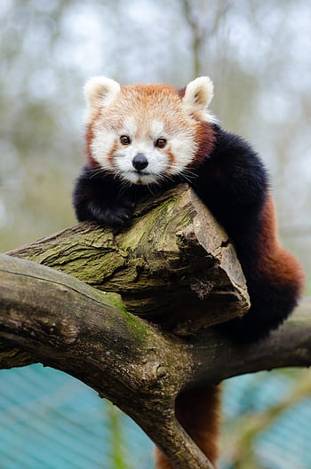 red panda, red panda on branch, tree branch, wildlife, animal, nature, forest, cute animal, fluffy, endangered species, arboreal animal