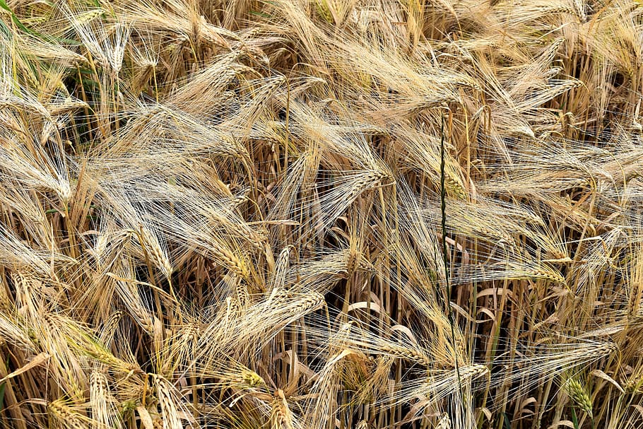 Barley, Cereals, Arable, Field, barley field, ear, agriculture, summer, grain, nature, cornfield