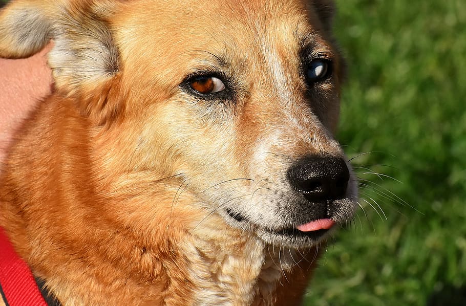 dog, animal, different eye colors, pet, brown, good aiderbichl, sanctuary, satisfied