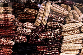 assorted corns, bunch, brown, black, white, corns, corn, grain, field, farm, market