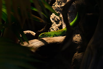 detailní fotografie, zelená, oranžový, skink, hnědý, strom, selektivní, soustředit se, fotografování, ještěrka, zvíře