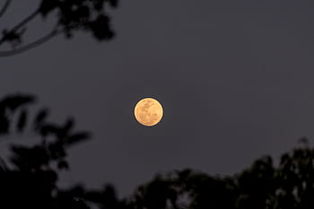 月、 いっぱい、 中秋の名月、 空、 木、 夜、 オーストラリア
