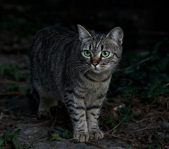 gray, black, tabby, cat, green eyes, leaves, camouflage