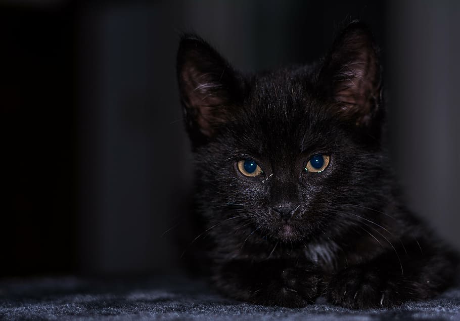 baby cat, cat baby, kitten, young cat, cat, adidas, snuggle, cute, animal, cat family, small cats