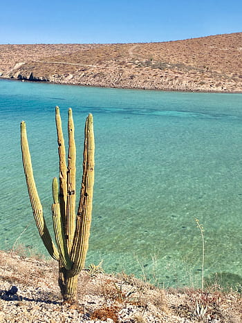 oceano, cactus, spiaggia, mare, natura, costa, paesaggio costiero, deserto, blu, acqua, montagna