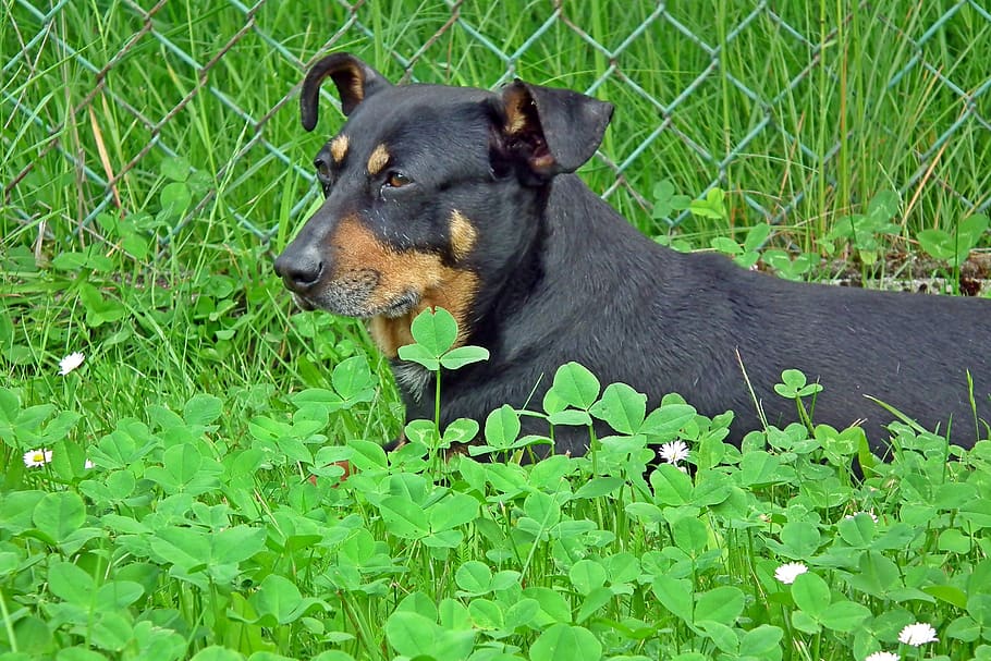 dog, animals, nice, flamed, fur, young, nature, clover, relaxation