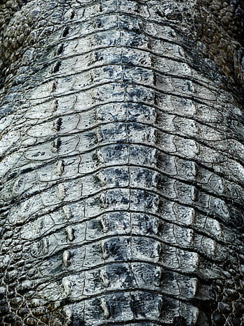 brown alligator, Crocodile, Skin, Crocodiles, crocodile skin, alligator, alligator skin, gators, cayman, caimans, scale