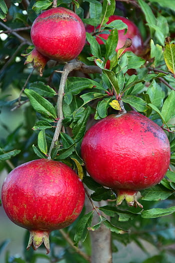 pomegranate, pomegranate tree, fruits, leaves, red, green, fruit, vitamins, healthy, sweet, autumn