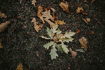 outono, folhas, terreno, folhas de outono, amarelo, móvel, smartphone, marrom, folha, natureza, floresta