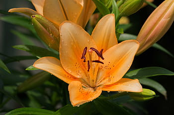 yellow, flower, green, leaf, green leaf, lily, daylily, flowers, plants, macro, close-up