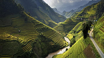 mu, quartiere, provincia di yen bai, viet nam, aereo, vista, fotografia, riso, terrazze