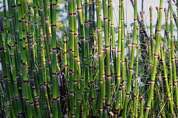 plants, flora, scouring, rush, horsetail, segmented, segment, stem, equisetum, snake grass, nature