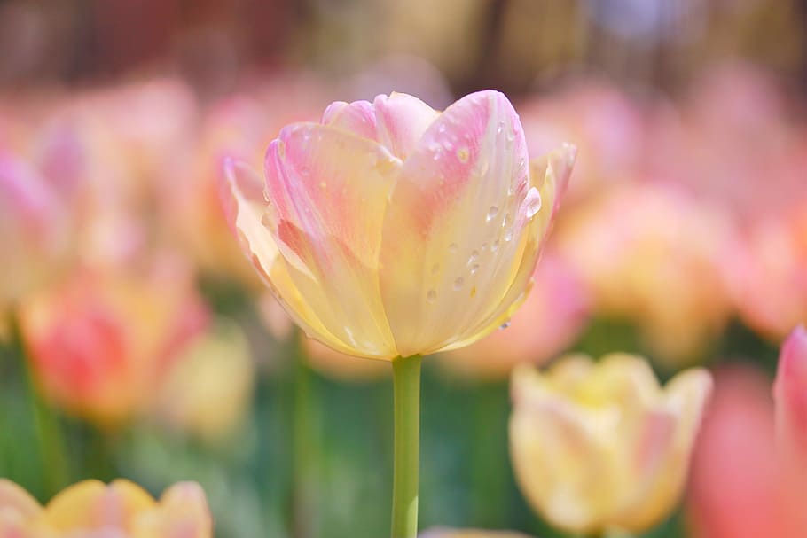 shallow, depth, field photo, yellow, pink, tulip, depth of field, nature, plant, pink Color, flower