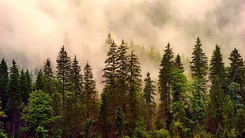 verde, alberi di pino, nuvoloso, cielo, pino verde, paesaggio, foresta, alberi, boschi, Alba, mattina