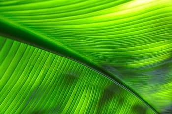 tropical, green, leaf, plant, leaves, tree, nature, tropical vegetation, tropics, rainforest, shine through